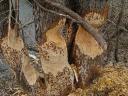 beaver-trees-9.jpg