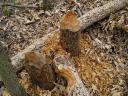 Beaver trees