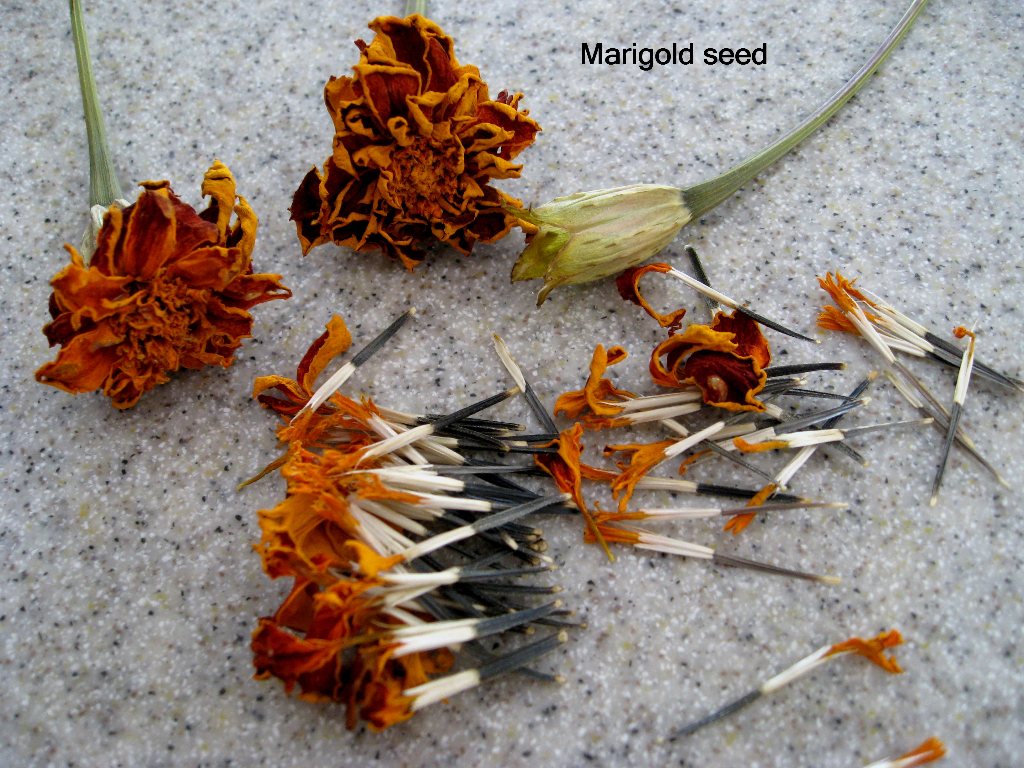 marigold | Deb's Gardens diagram basil plant 