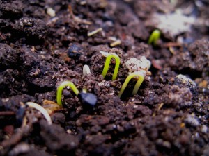 onion-seed-sprouts