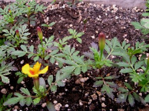 marigolds-ready-to-bloom