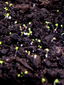 thyme-sprouts-2