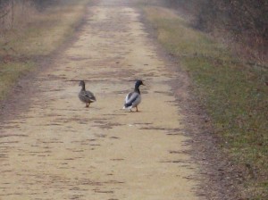 ducks-on-path
