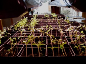 seedlings-3-24-09